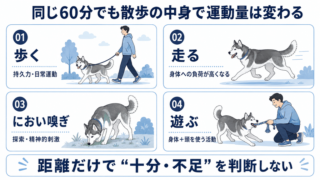歩く・走る・においを嗅ぐ・遊ぶハスキーの4つの運動方法