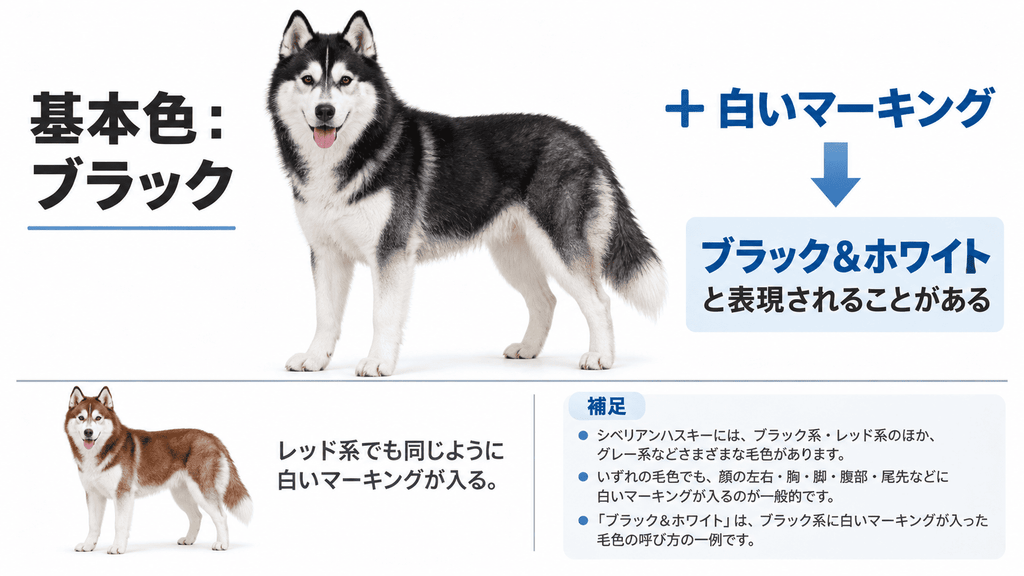 シベリアンハスキーの基本色に白いマーキングが加わる考え方を示した図