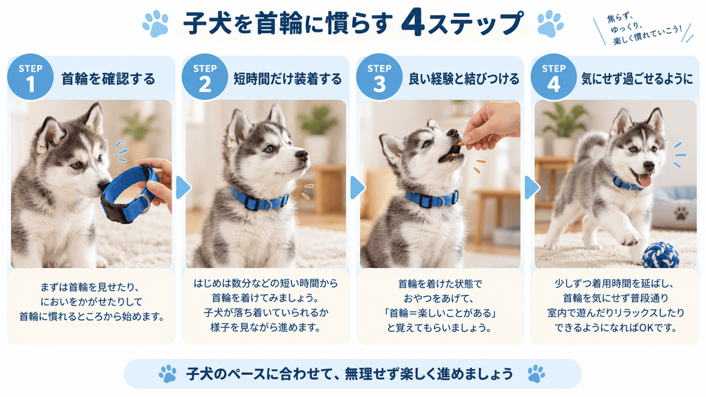 シベリアンハスキーの子犬を首輪に少しずつ慣らす4つのステップ