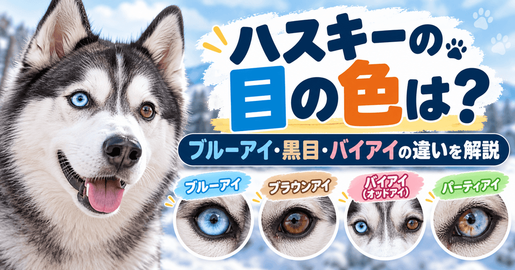 青と茶色の目を持つシベリアンハスキーと、ブルーアイ、ブラウンアイ、左右で色が異なるバイアイ、1つの虹彩に青と茶色が混在するパーティアイの比較画像。