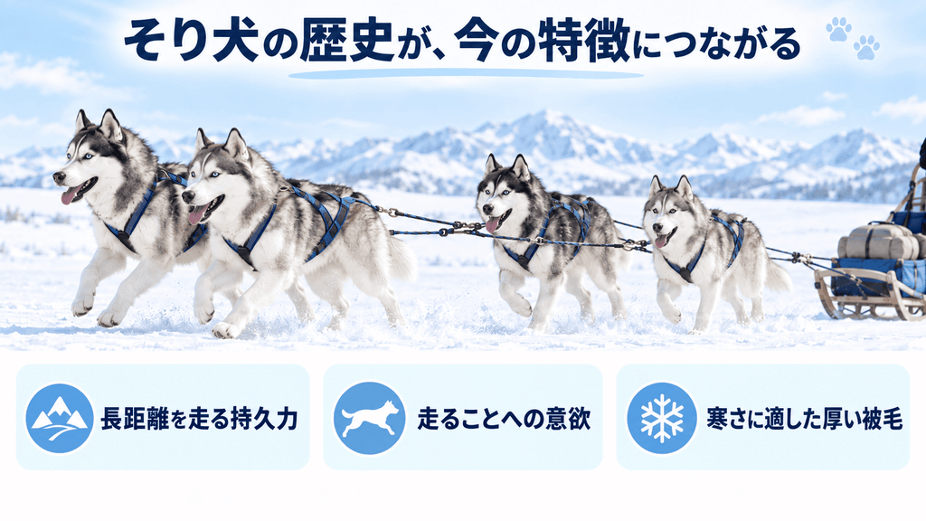 雪原でそりを引くシベリアンハスキーのイラスト。そり犬としての歴史が持久力や走る意欲、厚い被毛につながっている。