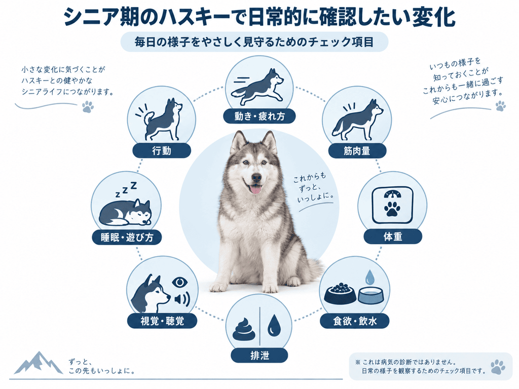 シニア期のハスキーで確認したい身体と行動の変化