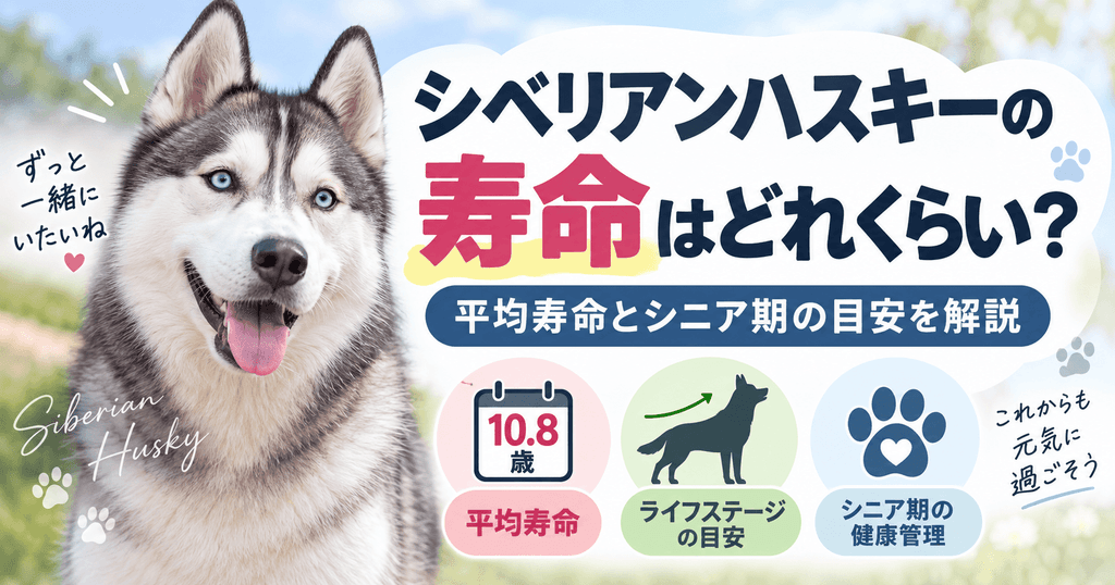 青い目のシベリアンハスキーと、平均寿命10.8歳、ライフステージ、シニア期の健康管理について解説する図解。