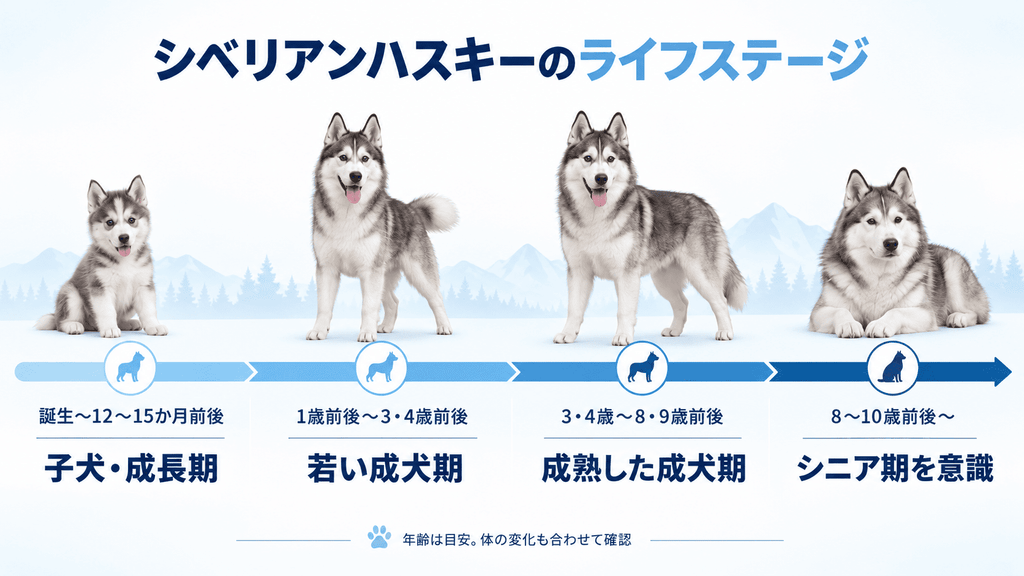 シベリアンハスキーの年齢別ライフステージの目安