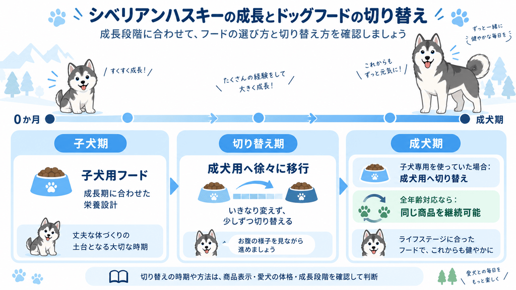ハスキーの子犬期から成犬期へのドッグフード移行を示すタイムライン