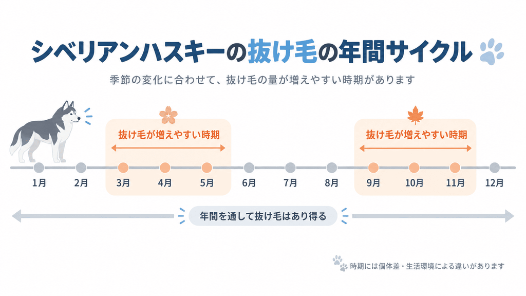 春と秋を目安に抜け毛が増えるハスキーの年間換毛サイクル