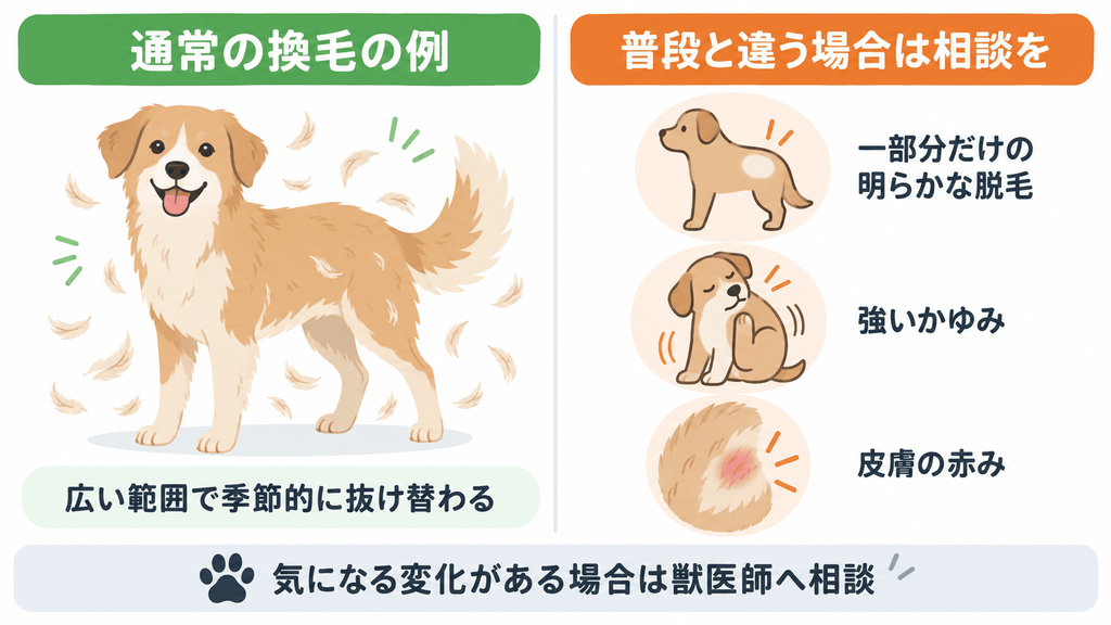 ハスキーの通常の換毛と獣医師への相談を検討したい脱毛や皮膚症状の違い