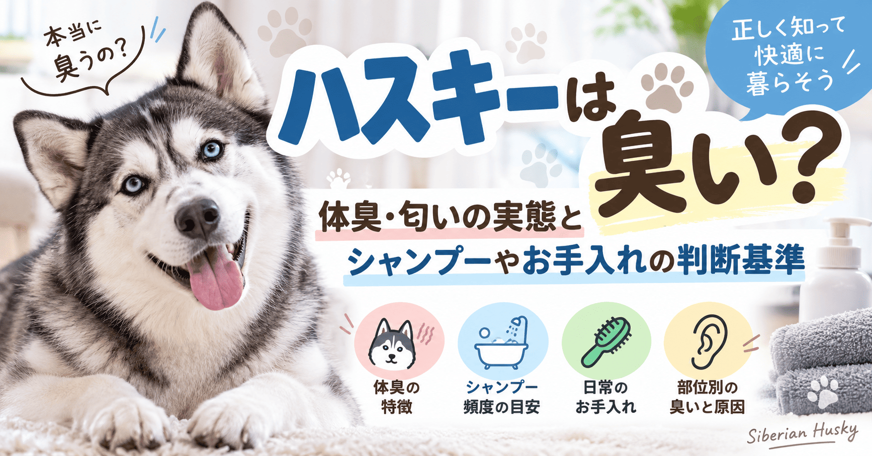 シベリアンハスキーの写真と「ハスキーは臭い?」の見出し、体臭の特徴やシャンプー頻度、日常のお手入れ、部位別の臭いの原因を紹介する画像。