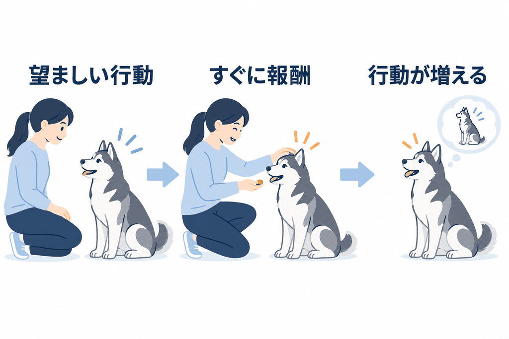ハスキーの望ましい行動を報酬で強化するトレーニングの流れ