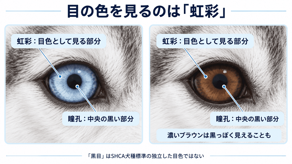 目色として見る虹彩と中央の瞳孔の位置を示し、濃いブラウンの虹彩が黒っぽく見えることを説明した図。