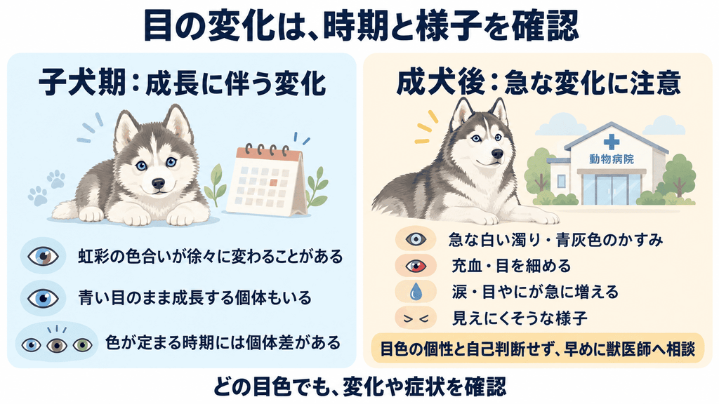 左側で子犬期の緩やかな変化、右側で成犬後の急な変化と相談の目安を整理します。